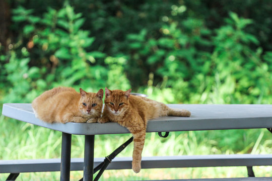 Two Cuddling Feral Cats
