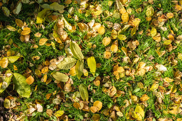 Orange and yellow fallen leaves in the sunlight.