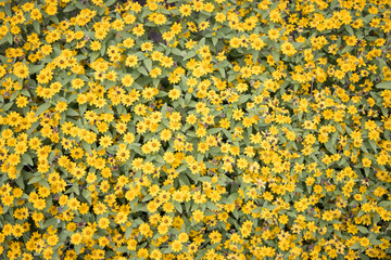 Yellow small flower background pattern bloom