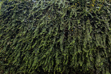 Wall full of lush and green vine plant (or climber or creeper plant), viewed from the front.