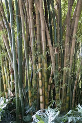 bambues jardin botanico la concepcion malaga andalucia españa