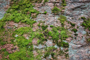 Fototapeta premium A fragment of the surface of an aged stone. The surface color is gray and pink. In some places, green moss grows on the stone. Texture. Background.