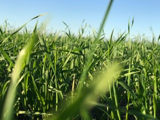 Obraz premium Nature beautiful autumn green grass