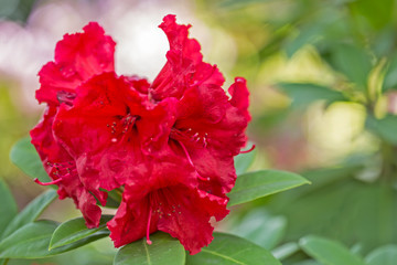 Beautiful red rhododendron flower in garden with magic bokeh. Beautiful red rhododendron flower closeup, magic bokeh. red Rhododendron flower on magic bokeh background