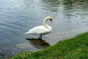 Swan on Lake in Austria