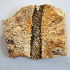 Fossil decal of a prehistoric tree trunk.