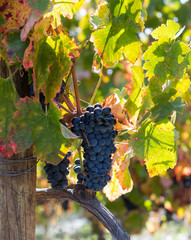 Typical vine and bunch of grapes from Alto Douro Vinhateiro - UNESCO World Heritage