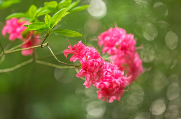 Pink elegant flowers Rhododendron (azalea) with a beautiful bokeh in the evening art light. Blooming Pink Rhododendron (Azalea). Pink azalea flower, in full bloom.