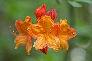 Charming orange rhododendron flower, selective focus, blurred background. branch of bright orange rhododendron flowers on a green blurred background