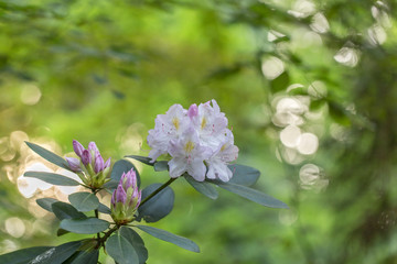 Lovely white Rhododendron flower selective focus, blurred background. Close-up view to beautiful blooming white rhododendron in evening light, blurred background.