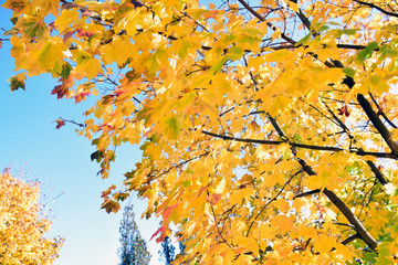 Autumn leaves under a sunny blue sky