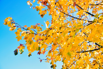 Autumn leaves under a sunny blue sky