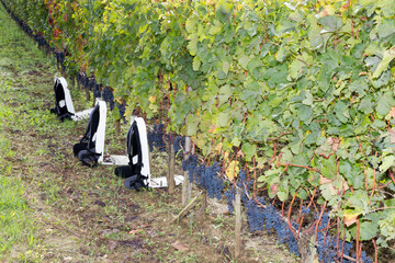 backpack grapes during harvesting time
