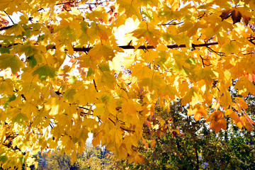 Autumn leaves under a sunny blue sky