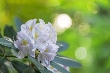 Lovely white Rhododendron flower selective focus, blurred background. Close-up view to beautiful blooming white rhododendron in evening light, blurred background.
