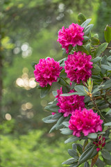 Beautiful red rhododendron flower in garden with magic bokeh. Beautiful red rhododendron flower closeup, magic bokeh. red Rhododendron flower on magic bokeh background