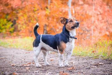 Dog Jack Russell Terrier for a walk in the park. Home pet. Dog walking in the park. Autumn Park.