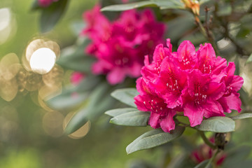 Beautiful red rhododendron flower in garden with magic bokeh. Beautiful red rhododendron flower...