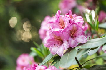 Obraz premium Pink elegant flowers Rhododendron (azalea) with a beautiful bokeh in the evening art light. Blooming Pink Rhododendron (Azalea). Pink azalea flower, in full bloom. 