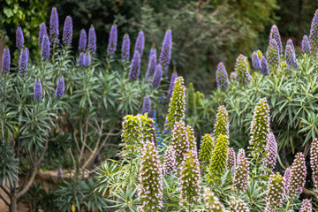 Flores moradas naturales al sol