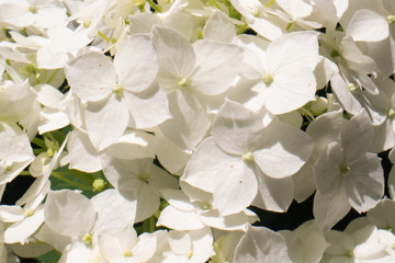 macro flower, macro photography of a beautiful flower background, flower macro image