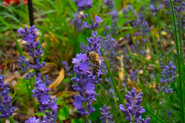 Honey Bee collecting pollen on a flower in the garden, Bee flying, bee on the flower, Super macro bee photography 