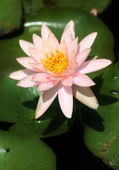 pink water lily flower
