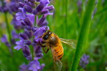 Honey Bee collecting pollen on a flower in the garden, Bee flying, bee on the flower, Super macro bee photography 