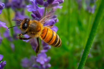 Honey Bee collecting pollen on a flower in the garden, Bee flying, bee on the flower, Super macro bee photography 