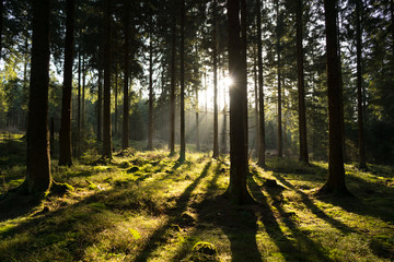 wald harz