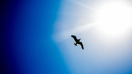 birds flying in the sky