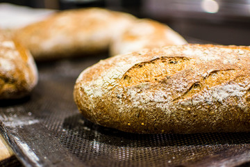 Close up de panes en bandejas recién salidos del horno