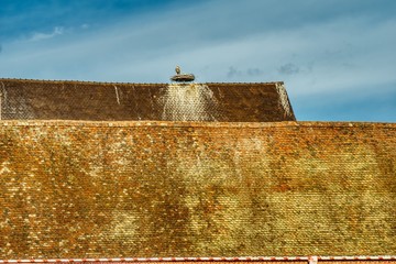 stare dachy w Miluzie, na jednym dachu gołąb a na drugim bocian w gnieździe, bocian symbolem Alzacji - obrazy, fototapety, plakaty