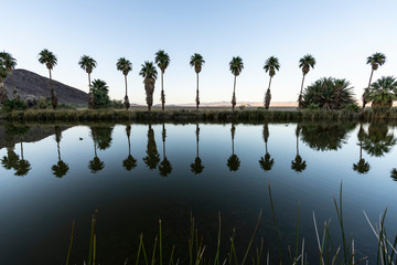Twilight view of palm trees at Soda Springs pond in the Mojave desert near Zzyzx, California.  