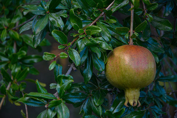 Punica granatun, Pomegranate tree with its pomegranate fruit