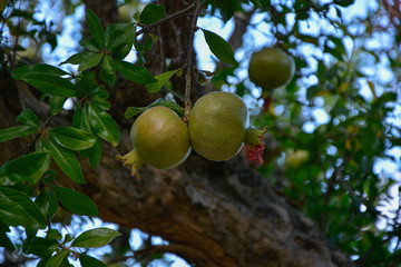 Punica granatun, Pomegranate tree with its pomegranate fruit