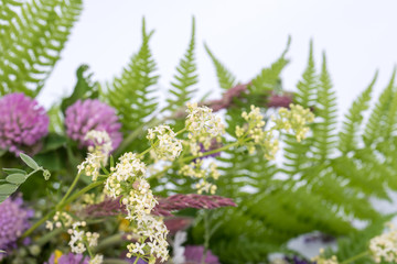 Obraz premium Closeup of natural, real flowers from meadow. Blooming red clover (Trifolium pratense) and green grass closeup. Pink clover flowers in summer. Floral background. Place for text, Copy space.