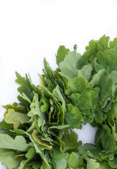 Wreath of oak leaves. Isolated on white. Latvian Midsummer holiday symbol. Wreath of oak leaves is the most used male head decor for Latvian National Holiday called “Jani” (Man's name). Place for text