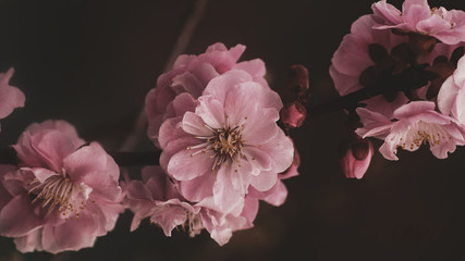Fototapeta na wymiar Prunus serrulata (sakura) on a springtime
