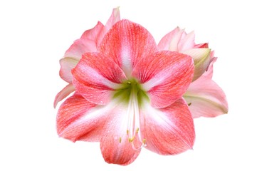Obraz na płótnie Canvas Close-up beautiful pink blossoming flower