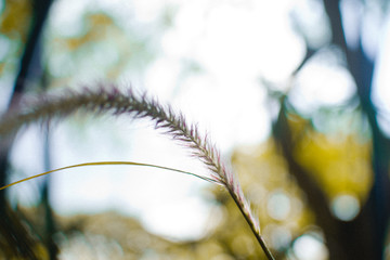 paz de la naturaleza