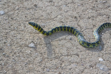 culebraa