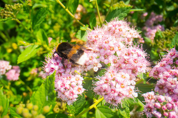 bumble bee on a pink flower, Bumble-bee sitting on wild flower, macro photography of a bumble bee 