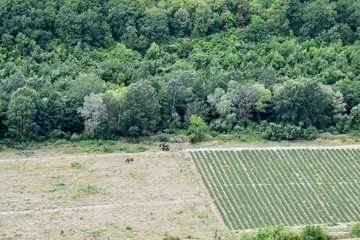 Half of the field is planted in smooth, green rows. In the distance, a dense green forest grows,...