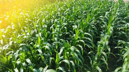 Green corn plants because of sufficient water