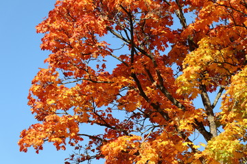 Laubverfärbung im Herbst