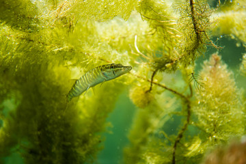 small pike in a lake in austria, swimming pike under lake gras