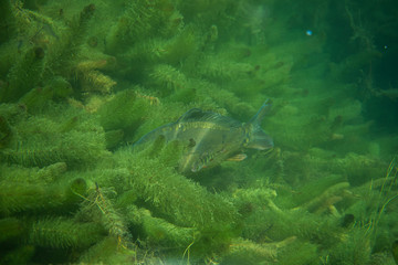 carp under water photography in a lake in Austria, amazing underwater fish photography