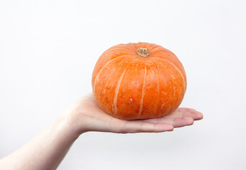The girl holds in her hand a small pumpkin..Orange pumpkin on the palm on a white background.