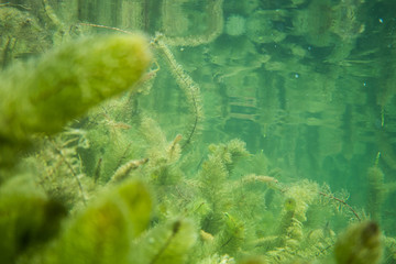 Underwater flora. Underwater Plants rivers, lakes, pond